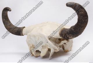 Photo Reference of Animal Skull